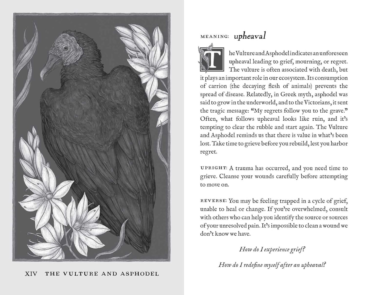 Woodland Wardens: 52-Card Oracle Deck & Guidebook Andrews McMeel Publishing